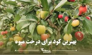 بهترین کود برای درخت میوه + جدول کود دهی