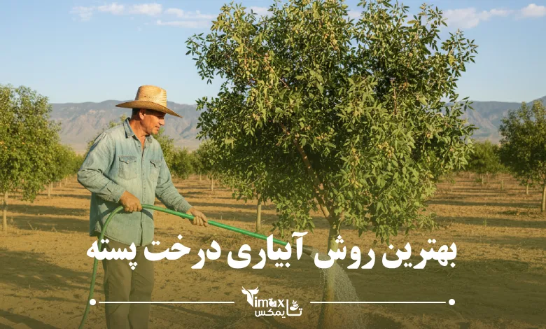 بهترین روش آبیاری درخت پسته