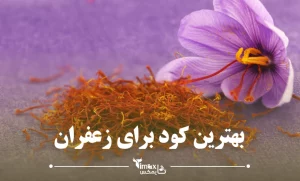 بهترین کود برای زعفران برای قبل و بعد گلدهی | تایمکس