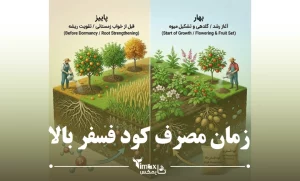بهترین زمان مصرف کود فسفر